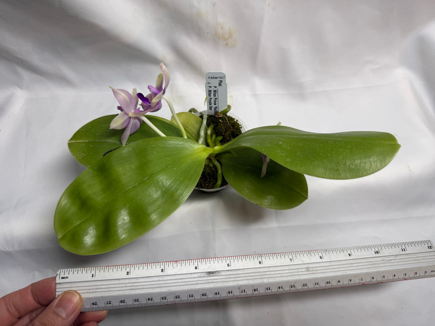 AMM167 Phalaenopsis Mituo Rainbow Mouse 260608 Seed Grown Flowering 2 spikes