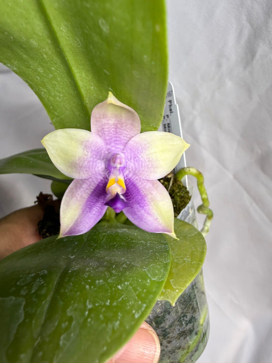 AMM167 Phalaenopsis Mituo Rainbow Mouse 260608 Seed Grown Flowering 2 spikes