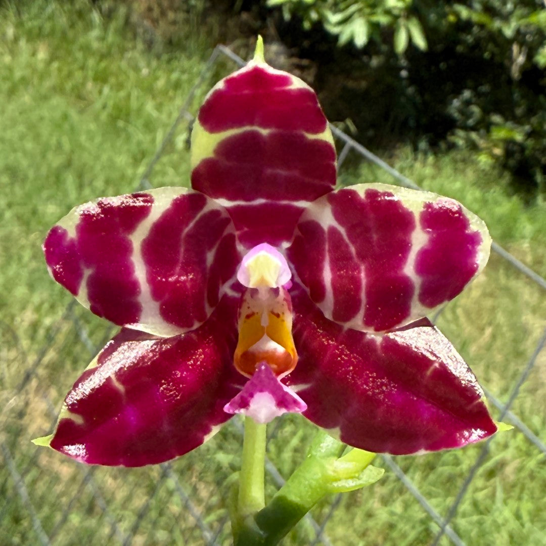 Phalaenopsis Mituo Tel Aviv - 250624-B Flowering