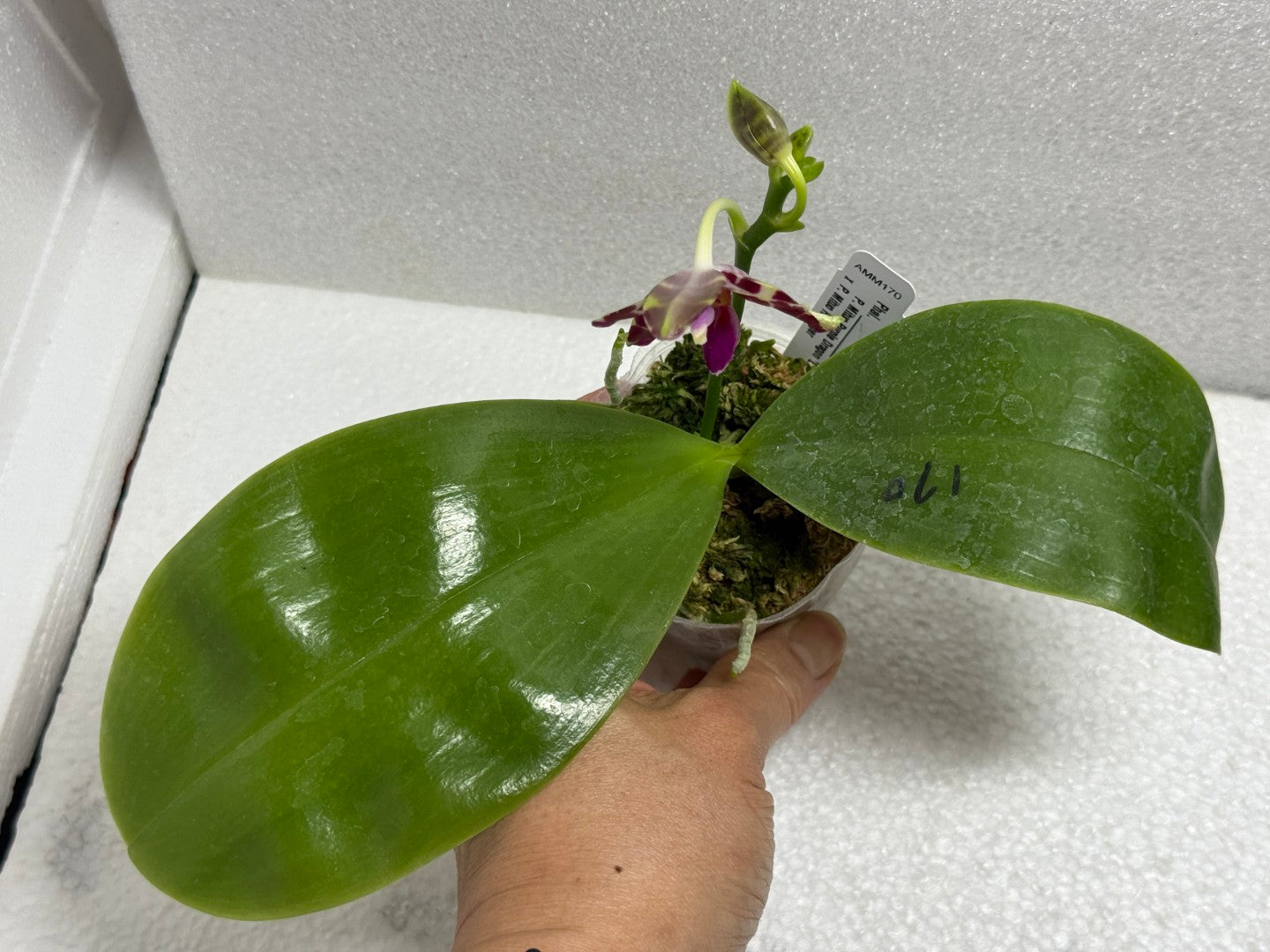 Phalaenopsis Mituo Tel Aviv - 250624-B Flowering
