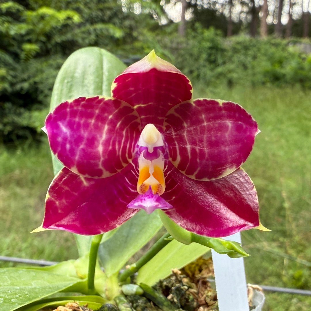 Phalaenopsis Mituo Tel Aviv - 250625 Flowering
