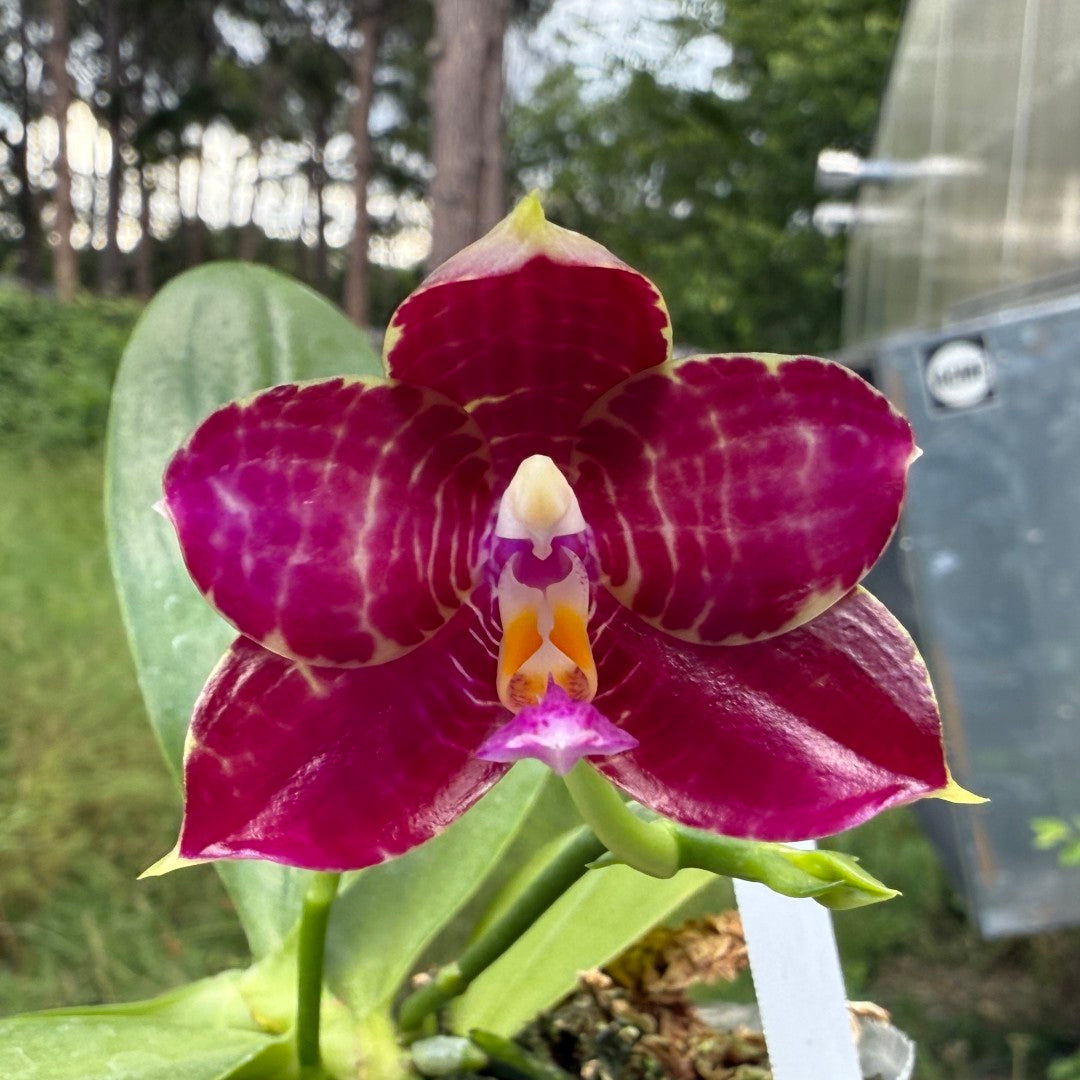 Phalaenopsis Mituo Tel Aviv - 250625 Flowering