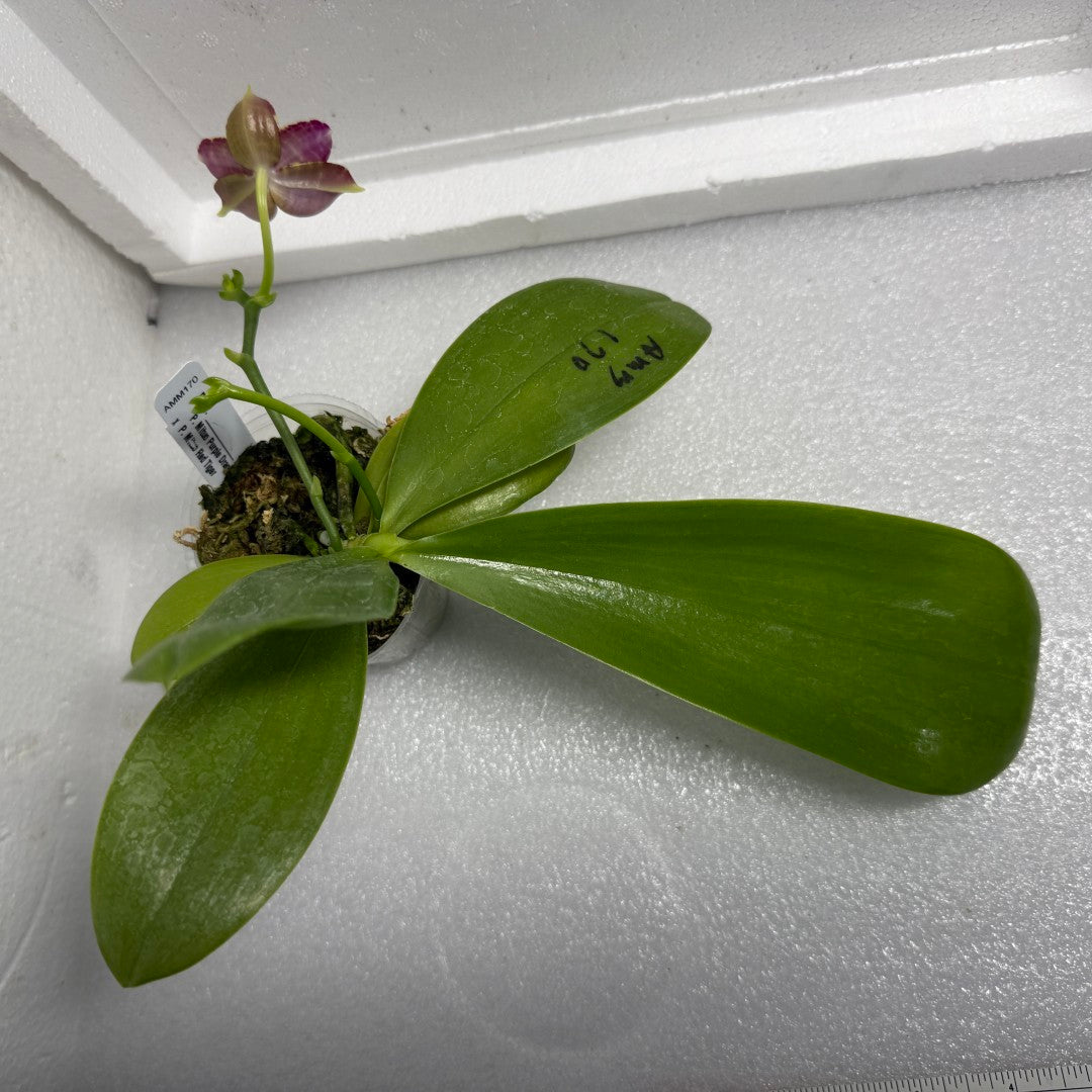 Phalaenopsis Mituo Tel Aviv - 250625 Flowering