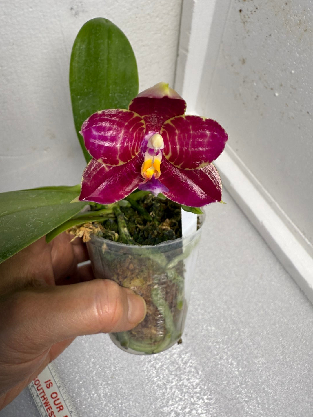 Phalaenopsis Mituo Tel Aviv - 250625 Flowering