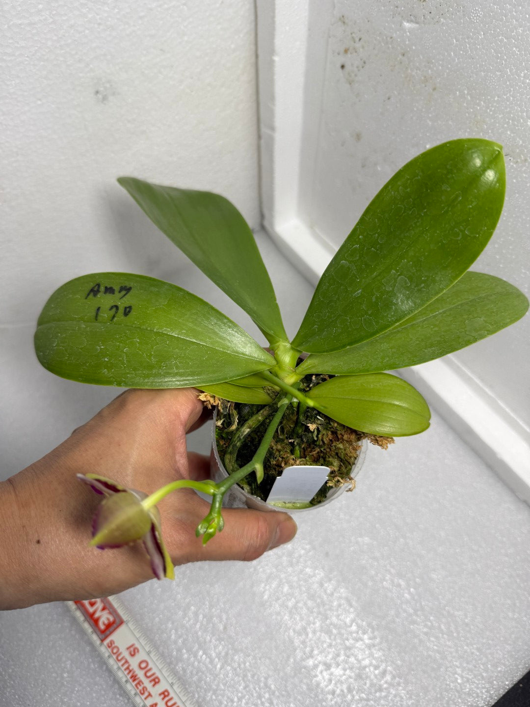 Phalaenopsis Mituo Tel Aviv - 250625 Flowering