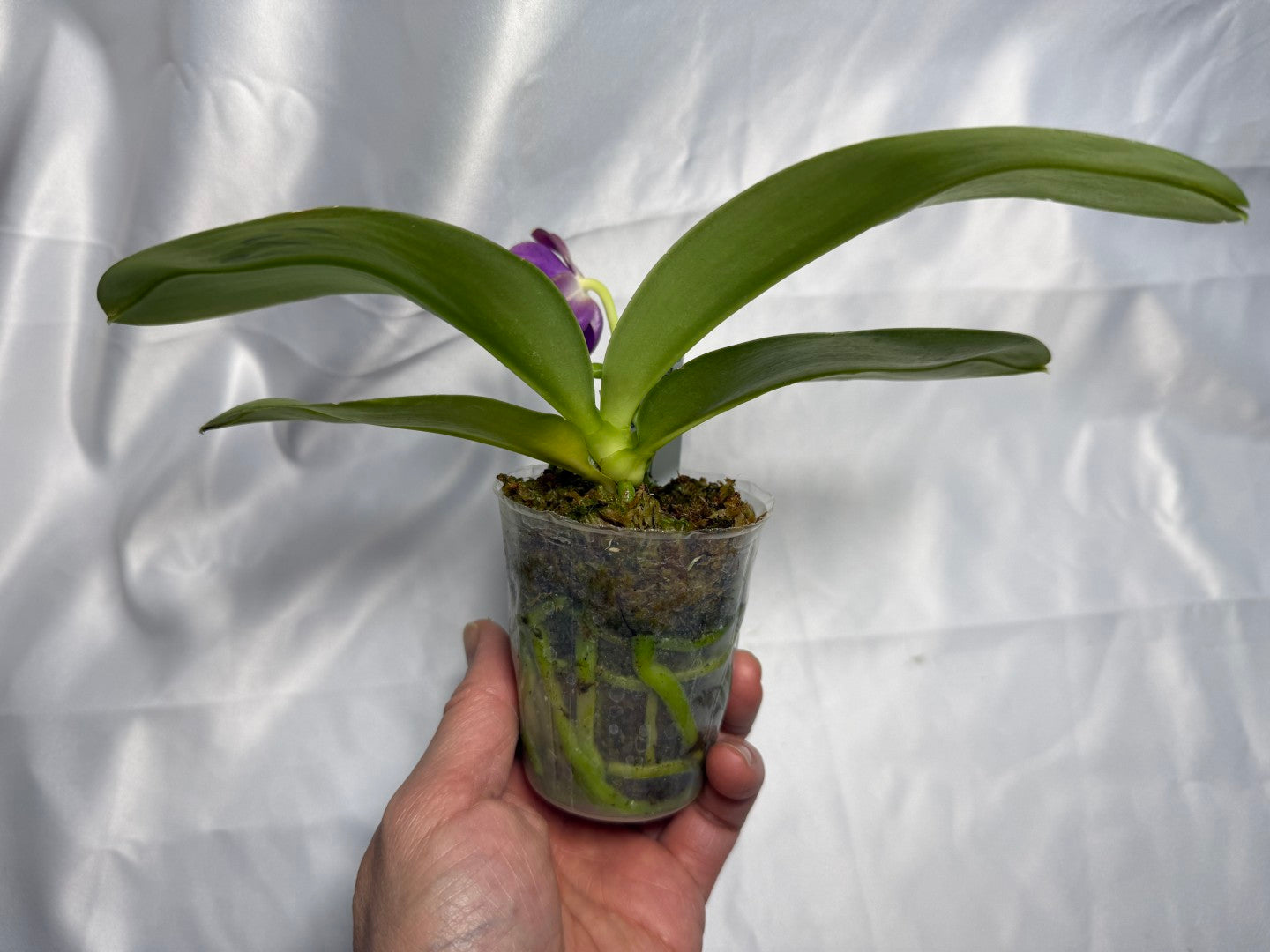 Phalaenopsis Mituo Blue Bear x Mituo Purple Star 260301 Flowering