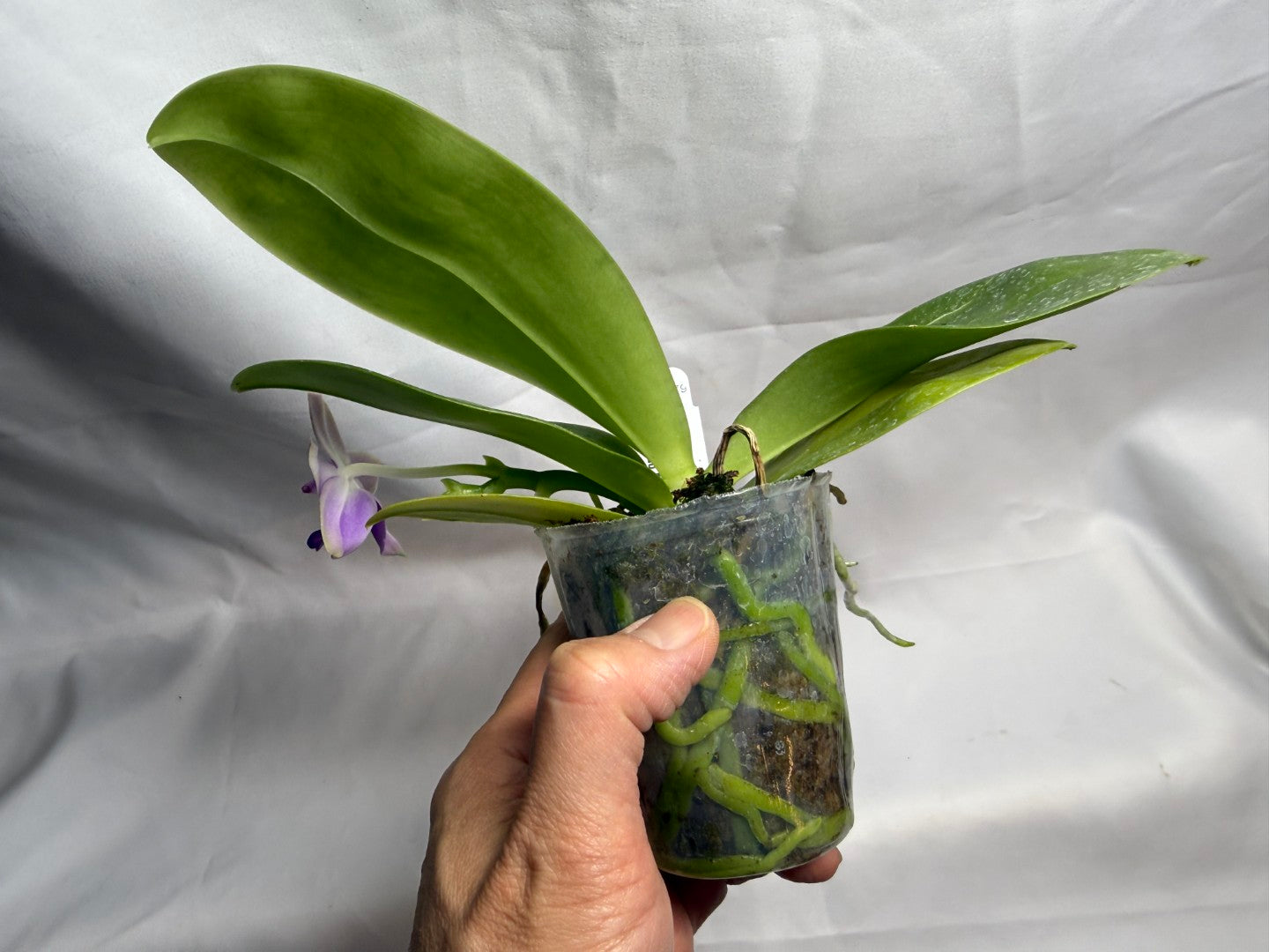 AMM179 Phalaenopsis Mituo Blue Bear x Mituo Purple Star 260608 Flowering Seed Grown