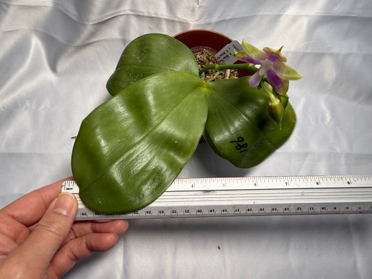 Phalaenopsis Mituo Reflex Dragon x Mituo Purple Star 260301-B Flowering