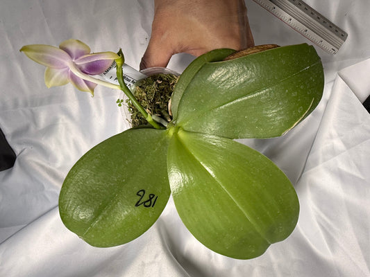 Phalaenopsis Mituo Reflex Dragon x Mituo Purple Star 260311 Flowering