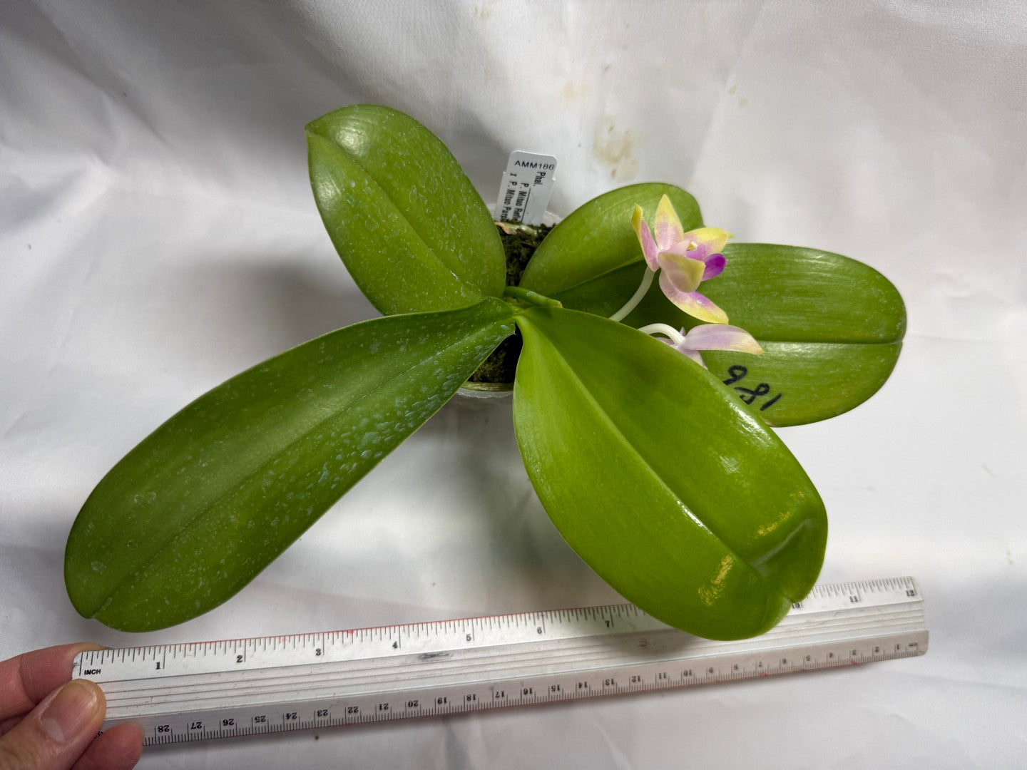 AMM186 Phalaenopsis Mituo Reflex Dragon x Mituo Purple Star 260608 Flowering Seed Grown
