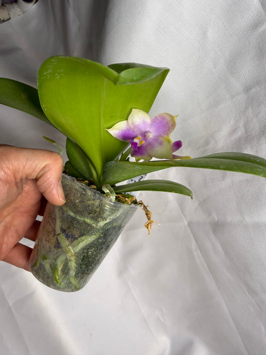 AMM186 Phalaenopsis Mituo Reflex Dragon x Mituo Purple Star 260608 Flowering Seed Grown