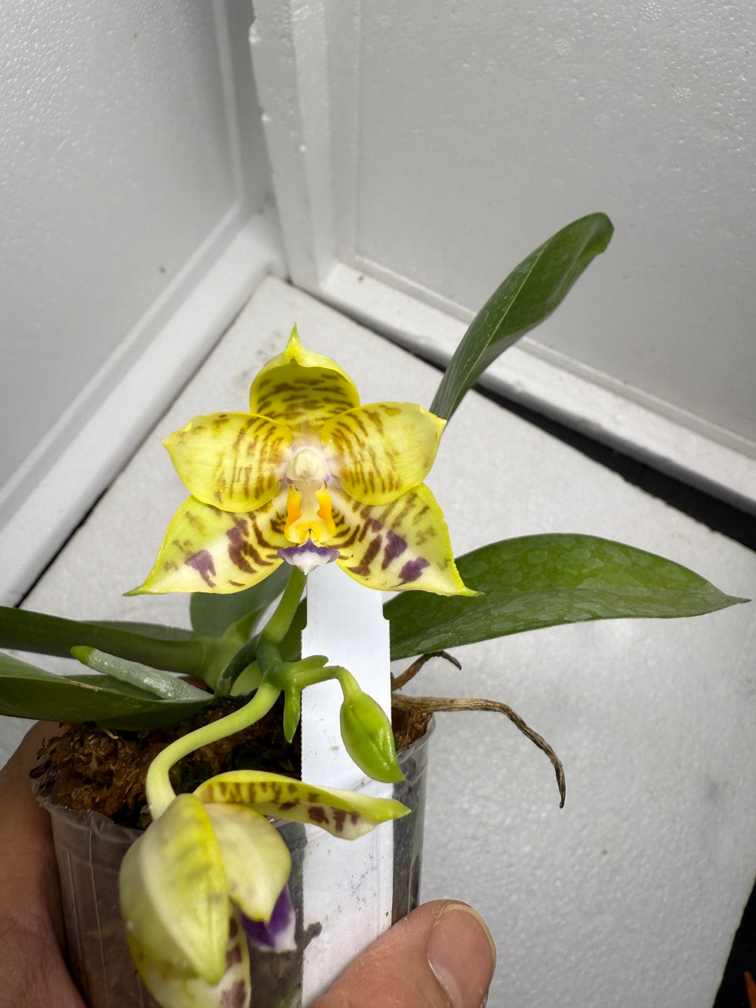 Phalaenopsis Mituo Pom Pom 250823 Flowering