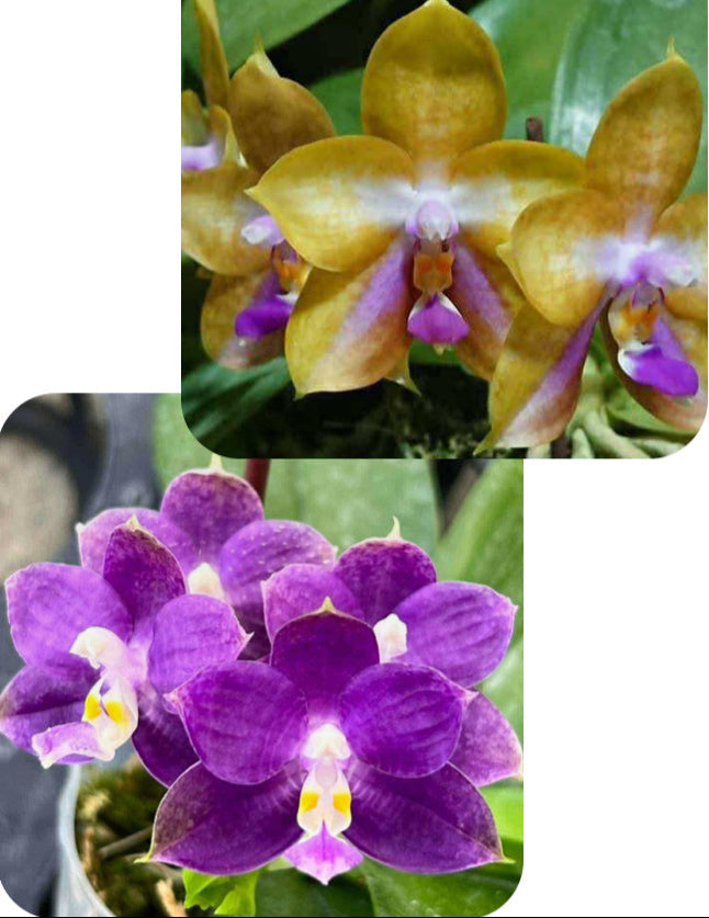 Phalaenopsis (Mituo GH King Star x Mituo Blue Cat) - seed grown