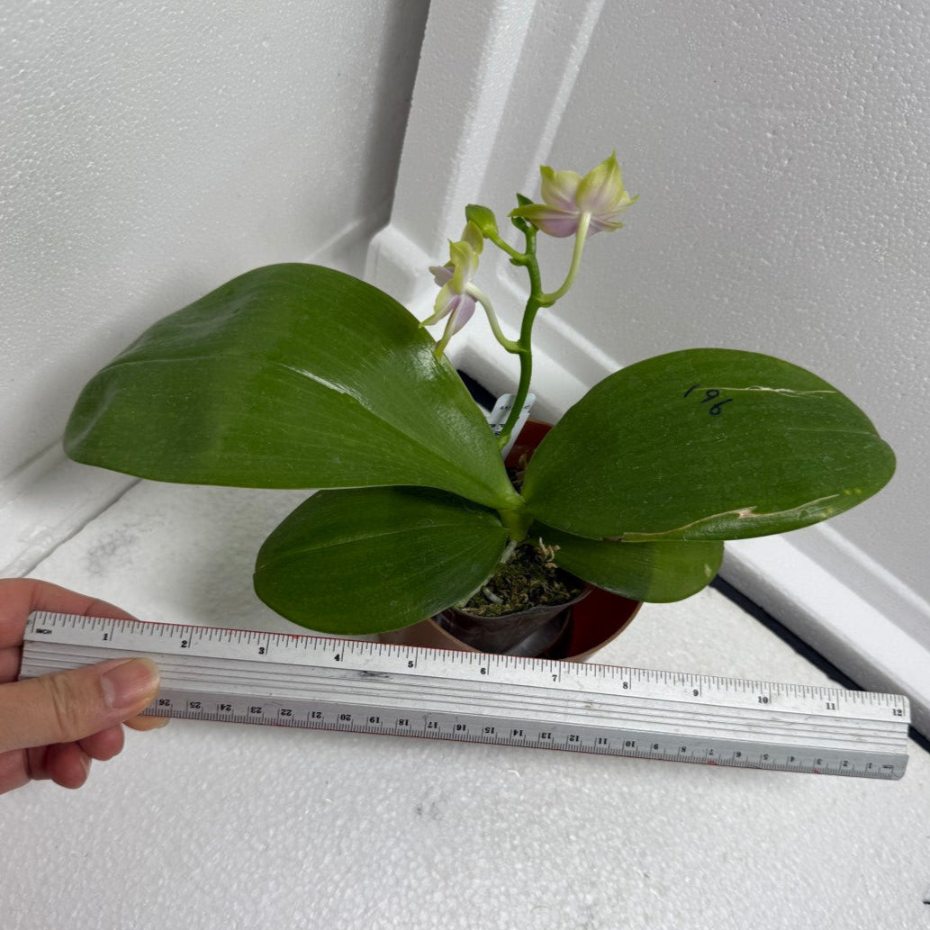 Phalaenopsis Mituo Blue Sphinx 250730-B Flowering