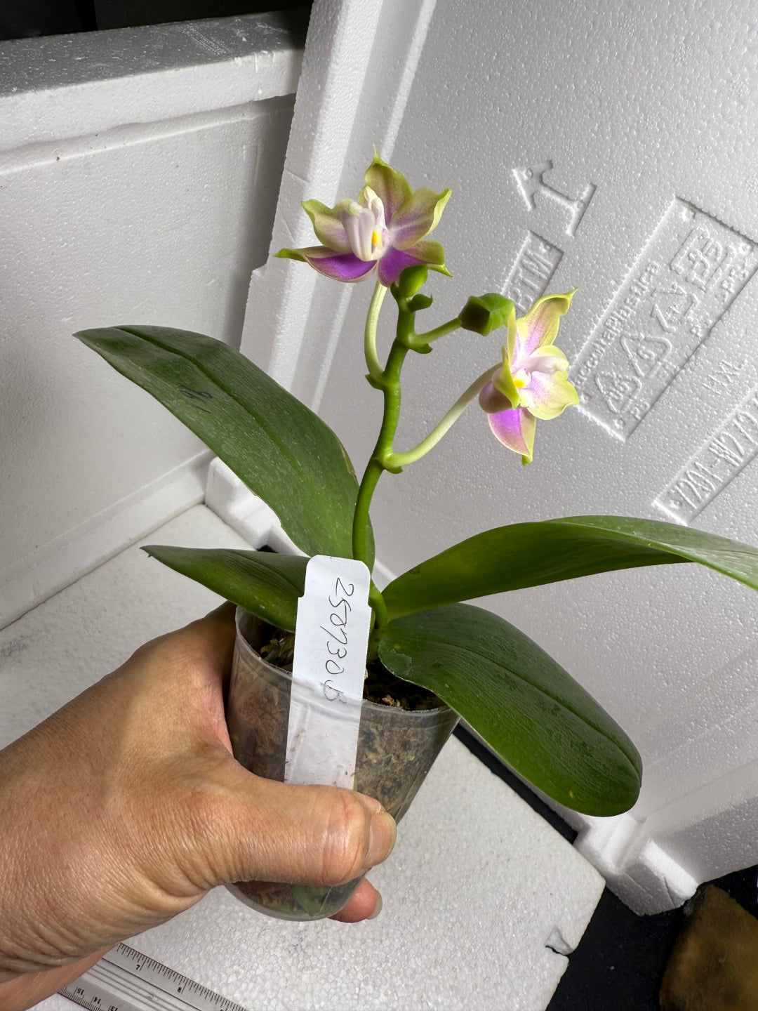 Phalaenopsis Mituo Blue Sphinx 250730-B Flowering