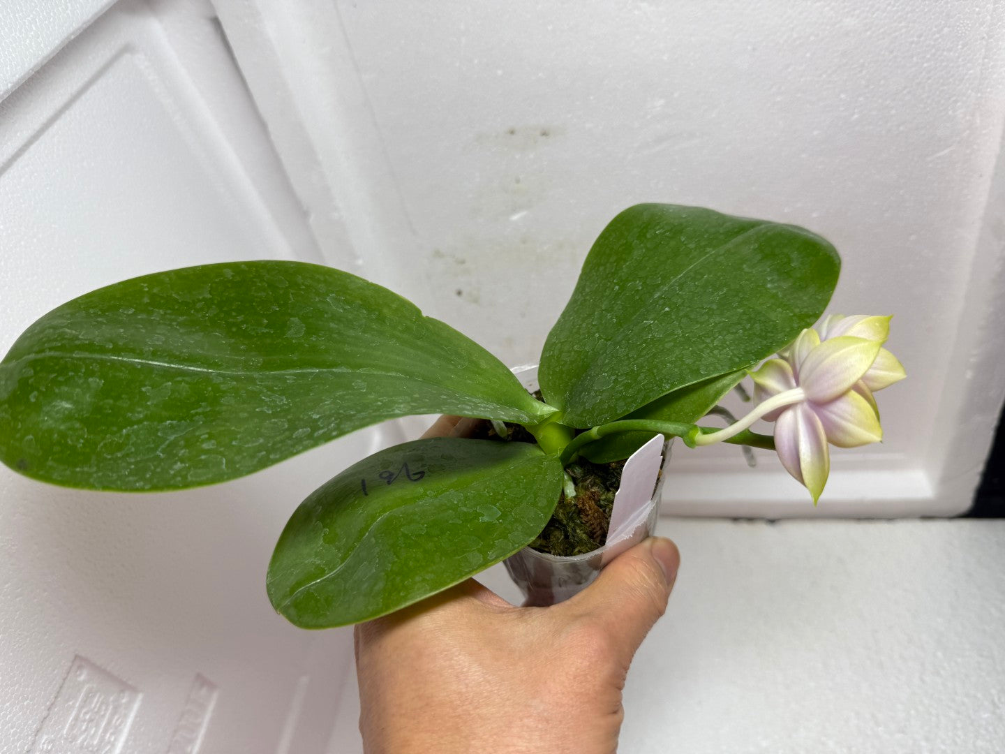 Phalaenopsis Mituo Blue Sphinx 250802 Flowering