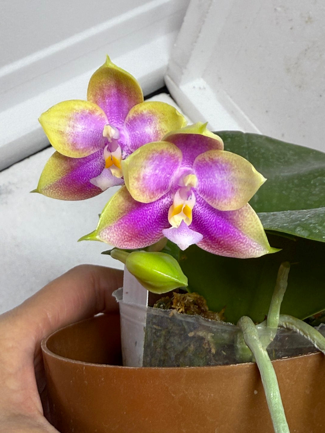 Phalaenopsis Mituo Blue Sphinx 250802 Flowering
