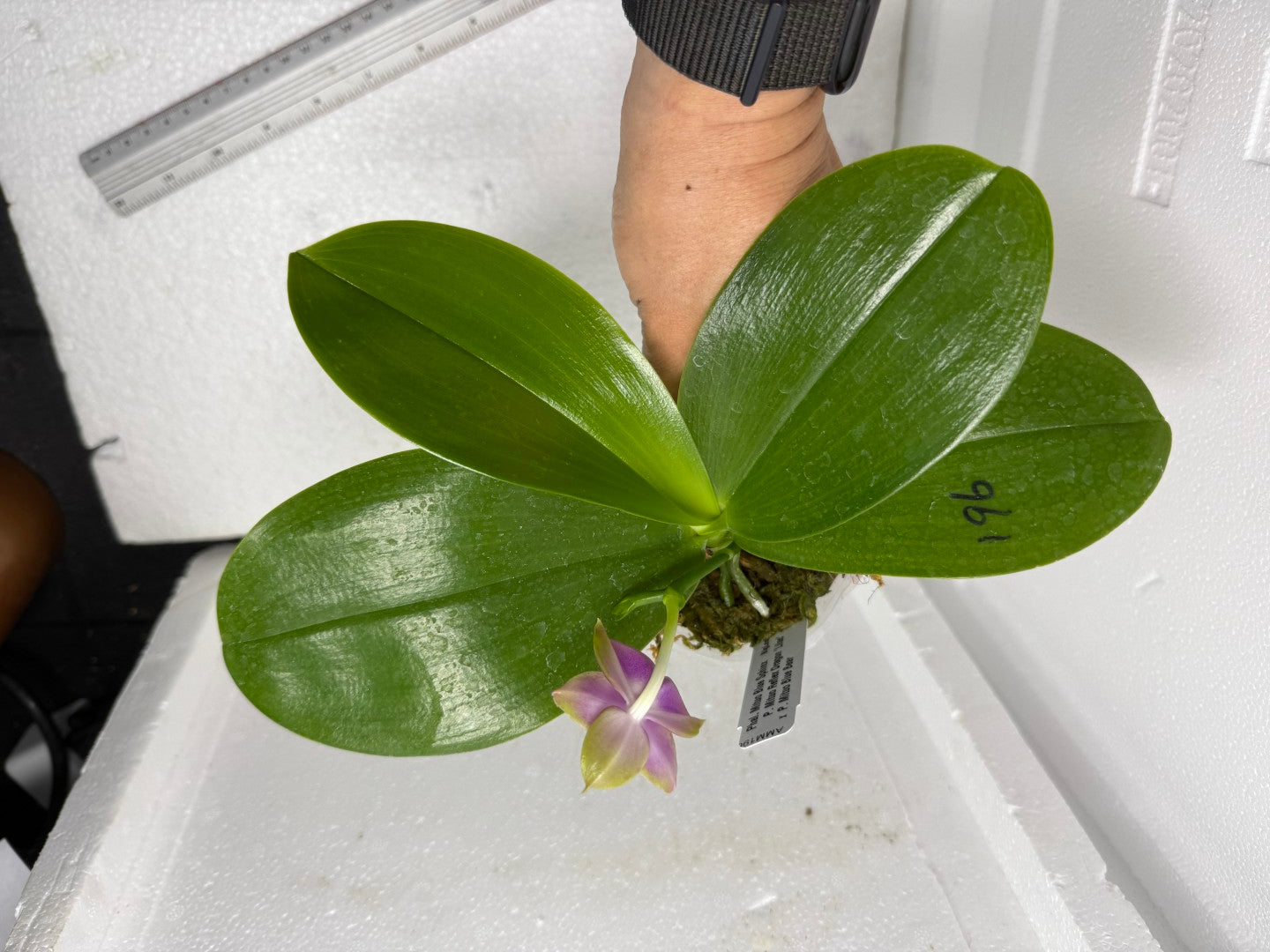 Phalaenopsis Mituo Blue Sphinx 250803 Flowering