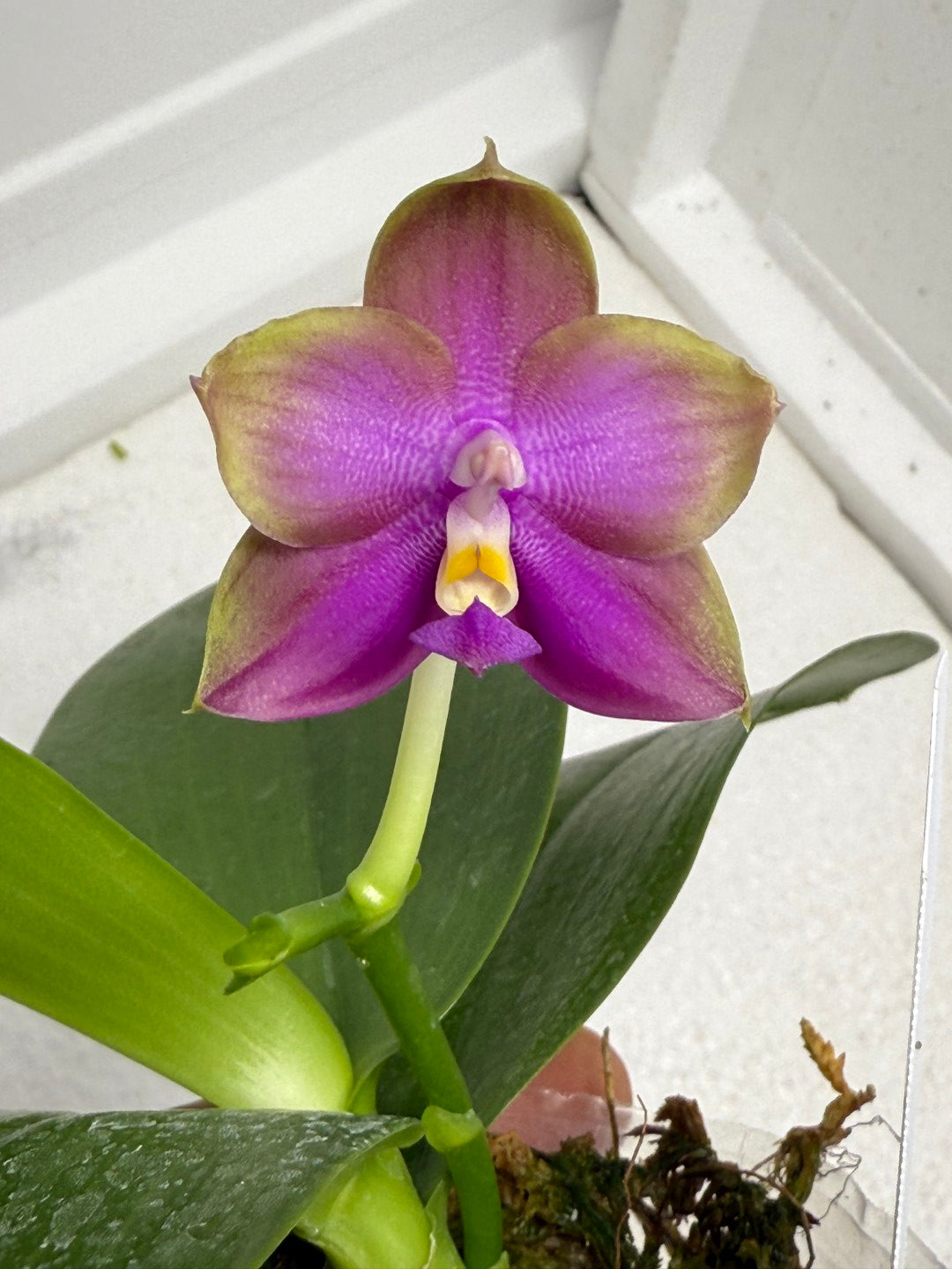 Phalaenopsis Mituo Blue Sphinx 250803 Flowering
