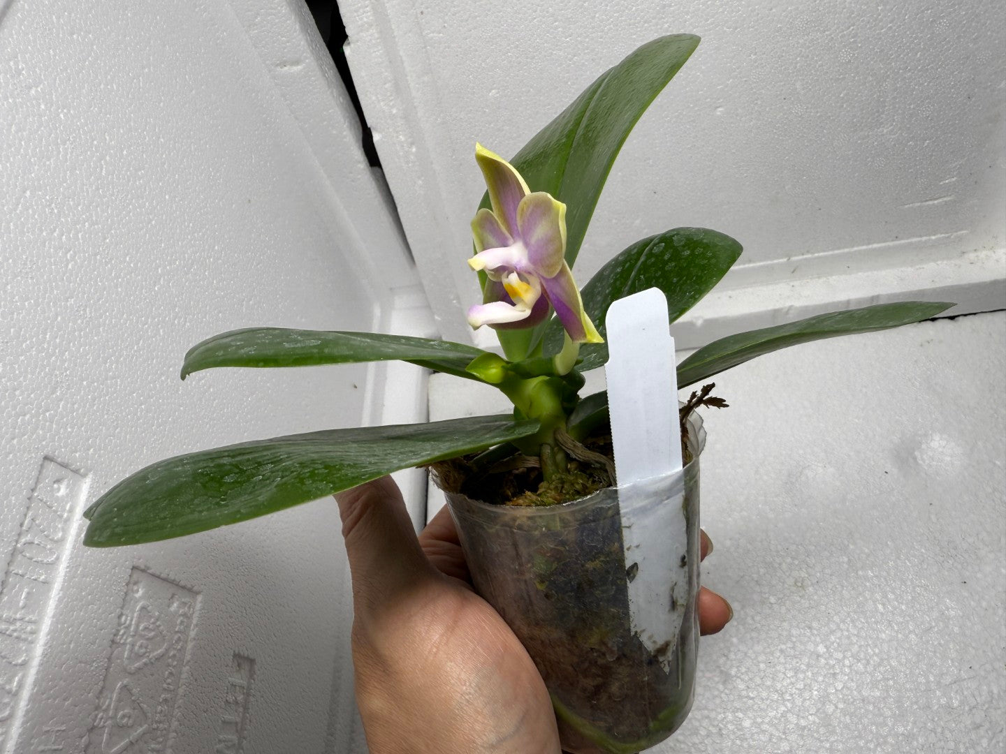 Phalaenopsis Mituo Blue Sphinx 250816 Flowering
