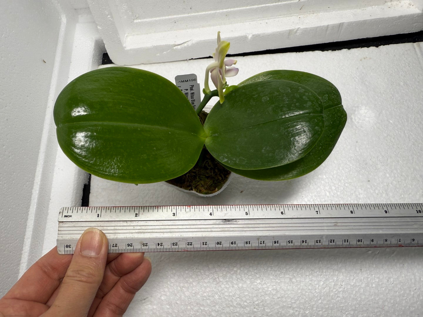 Phalaenopsis Mituo Blue Sphinx 250816 Flowering