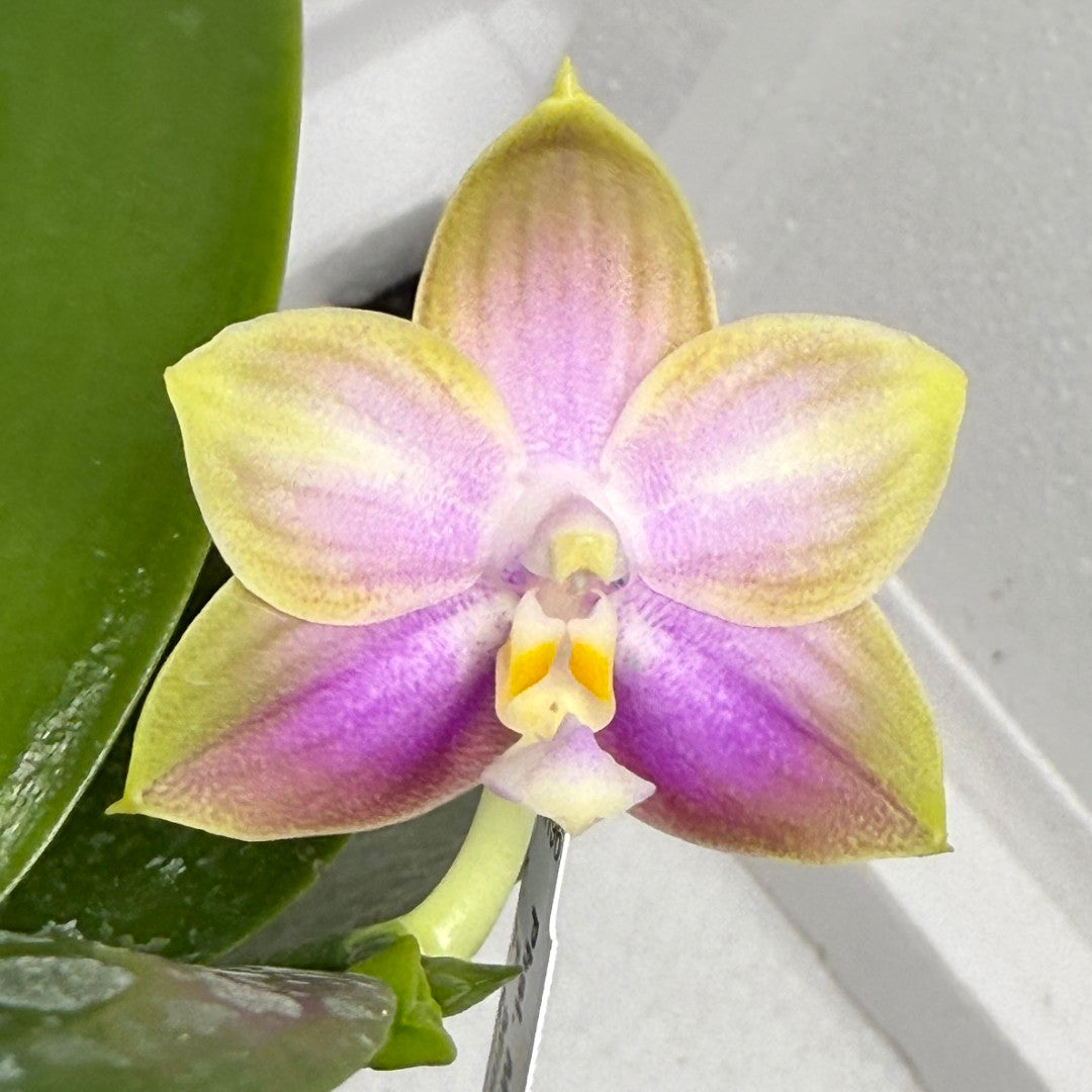 Phalaenopsis Mituo Blue Sphinx 250816 Flowering