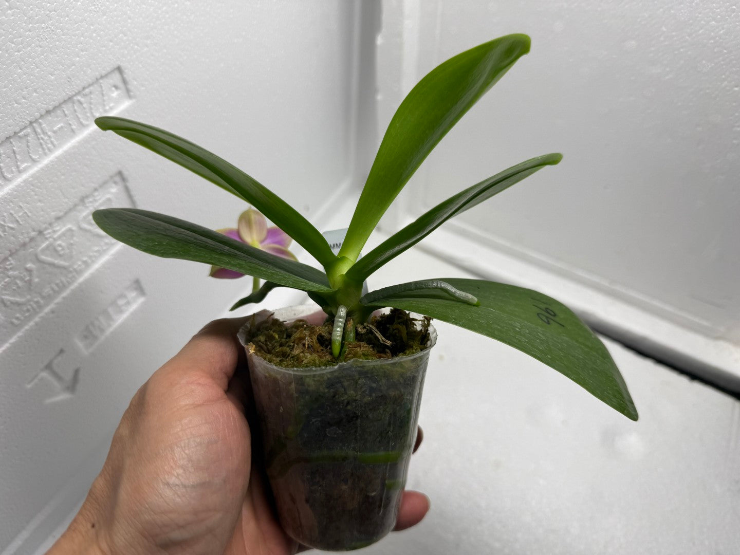 Phalaenopsis Mituo Blue Sphinx 250823 Flowering