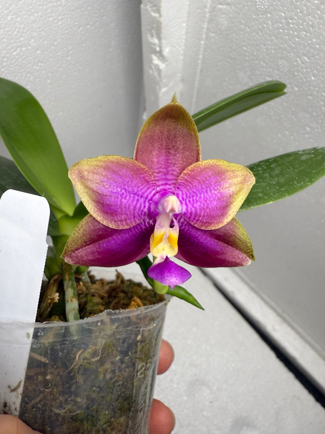 Phalaenopsis Mituo Blue Sphinx 250823 Flowering