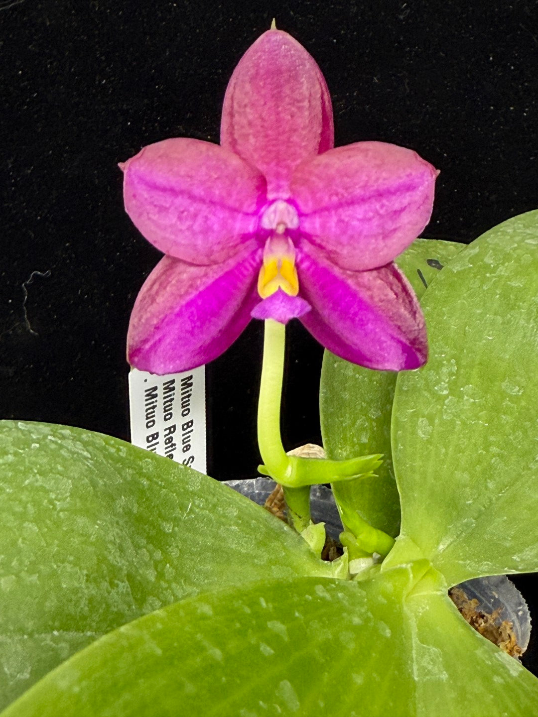 Phalaenopsis Mituo Blue Sphinx 250901 Flowering 2 spikes