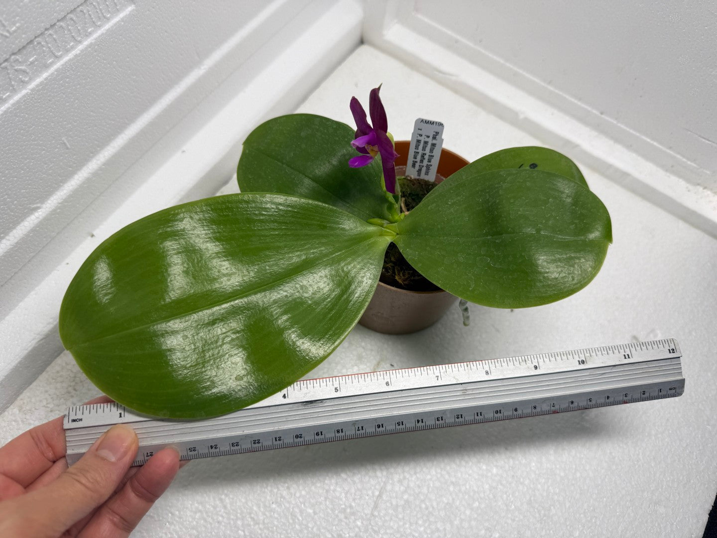 Phalaenopsis Mituo Blue Sphinx 250901 Flowering 2 spikes