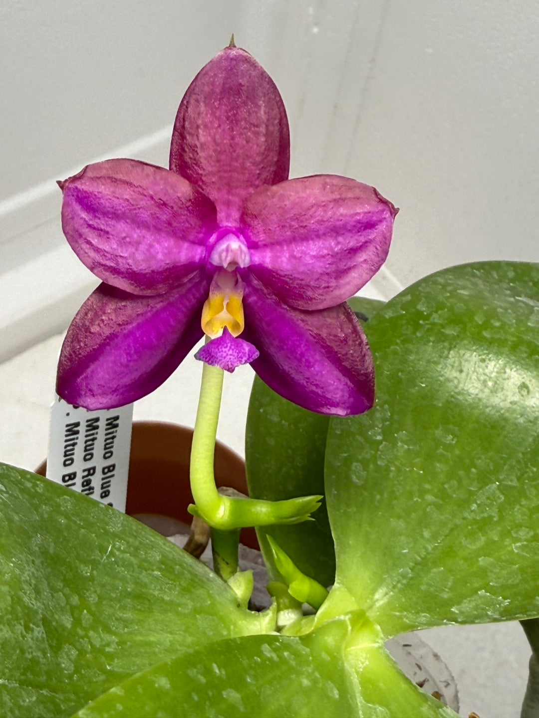 Phalaenopsis Mituo Blue Sphinx 250901 Flowering 2 spikes