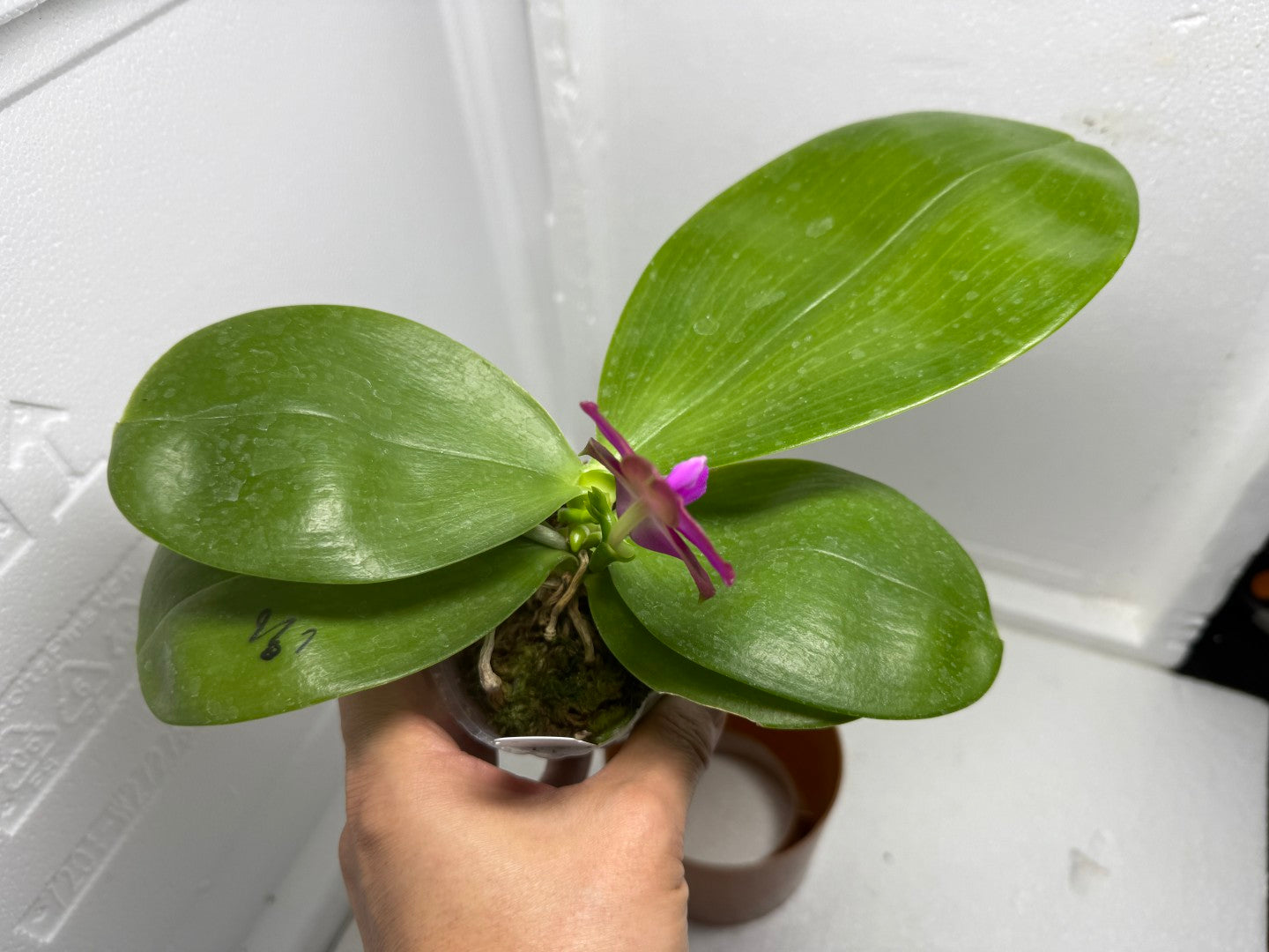 Phalaenopsis Mituo Blue Sphinx 250901 Flowering 2 spikes