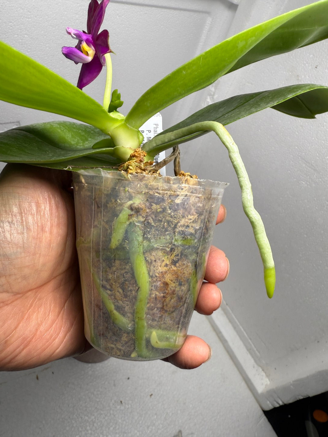 Phalaenopsis Mituo Blue Sphinx 250901 Flowering 2 spikes