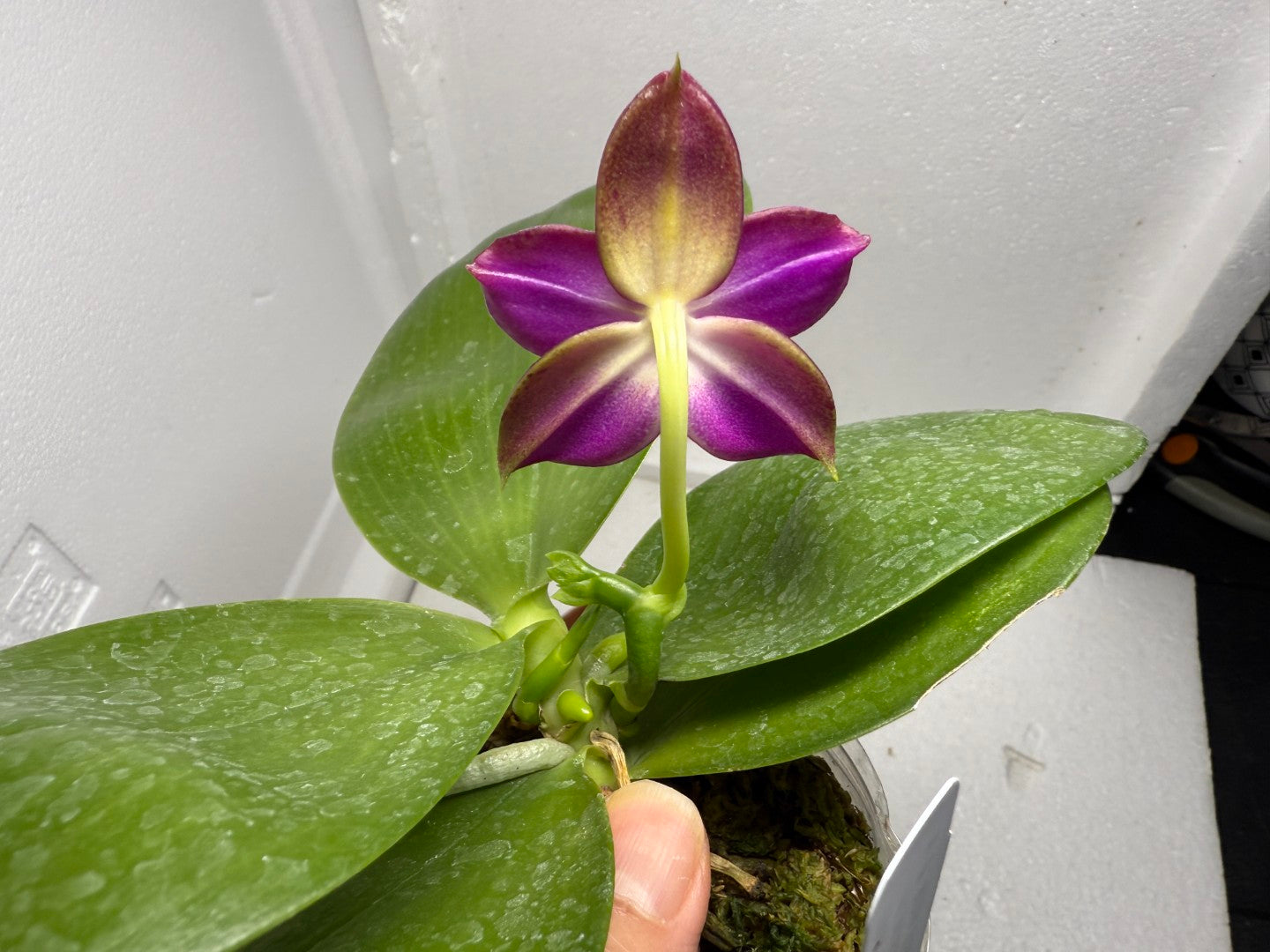 Phalaenopsis Mituo Blue Sphinx 250901 Flowering 2 spikes