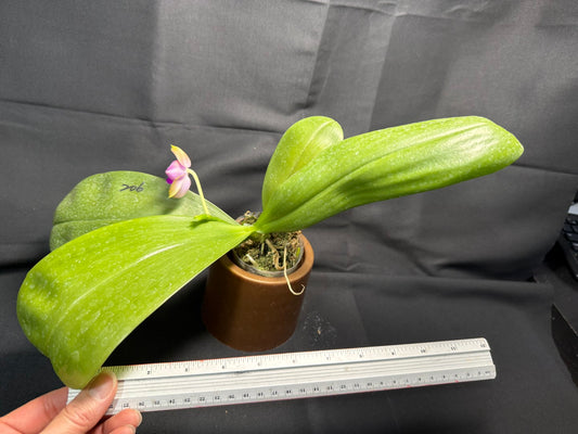 Phalaenopsis Mituo Mimi 260203 Flowering Large Plant
