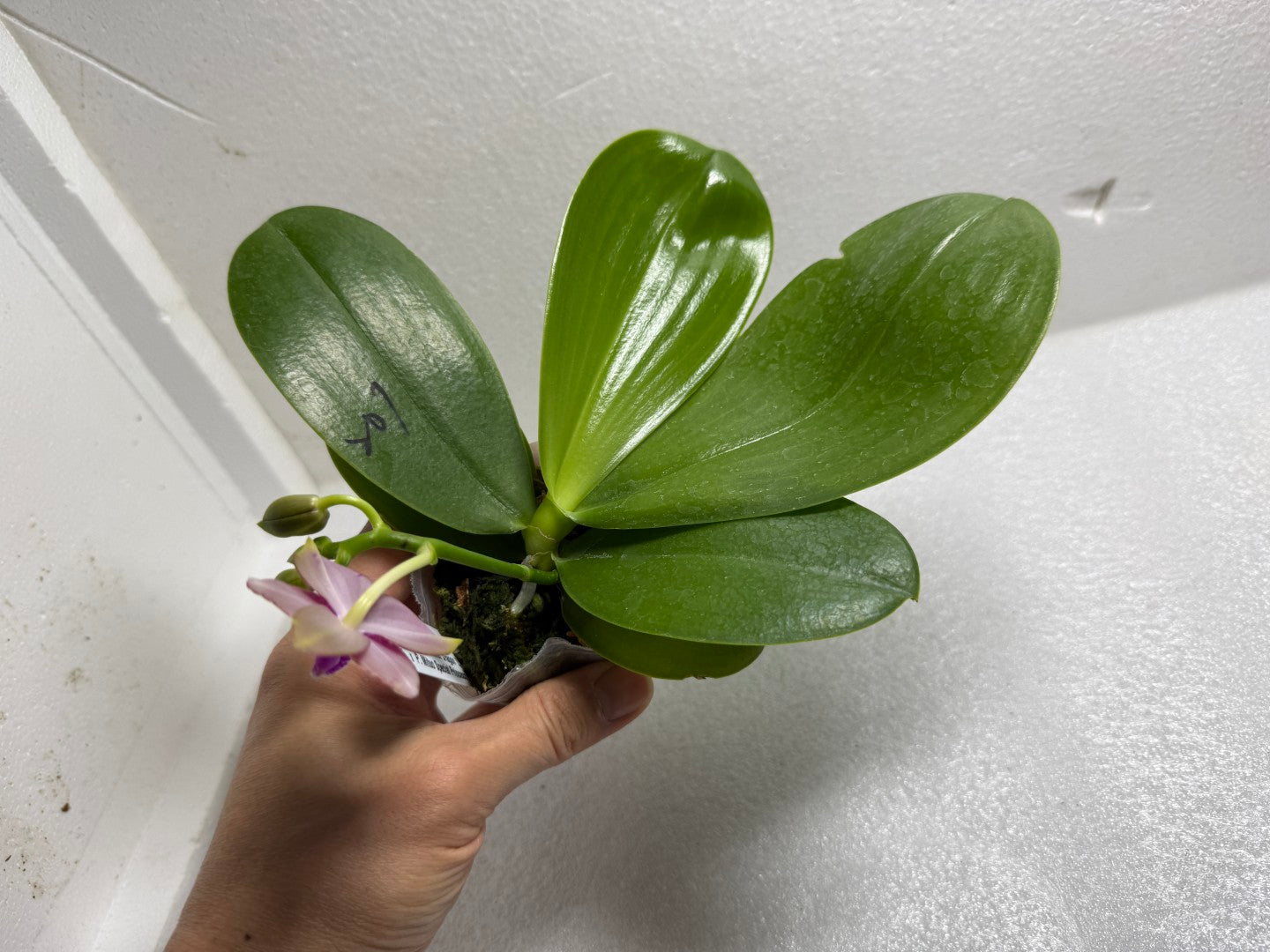 Phalaenopsis (Mituo Reflex Dragon X Mituo Special Princess) 250714