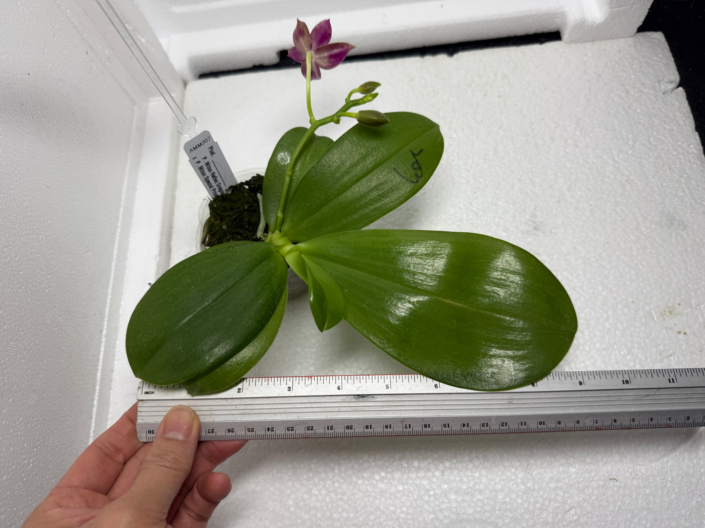 Phalaenopsis (Mituo Reflex Dragon X Mituo Special Princess) 250810-D Flowering