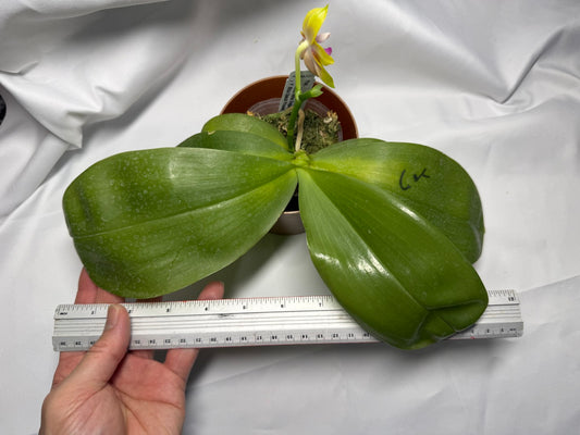 Phalaenopsis (Mituo Reflex Dragon X Mituo Special Princess) 251227 Flowering