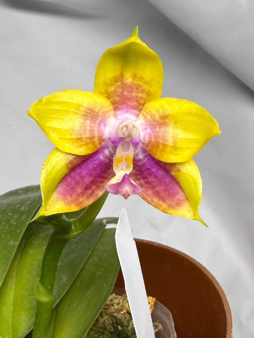 Phalaenopsis (Mituo Reflex Dragon X Mituo Special Princess) 251227 Flowering