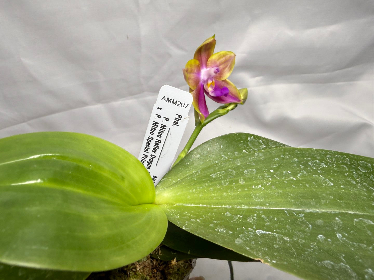 Phalaenopsis (Mituo Reflex Dragon X Mituo Special Princess) Seed Grown 260404 Flowering