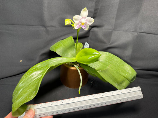 Phalaenopsis Mituo Purple Tiger 260203 Flowering