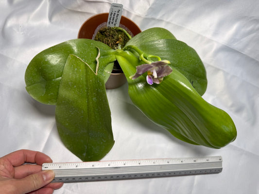 Phalaenopsis Mituo Purple Tiger 260301 Flowering