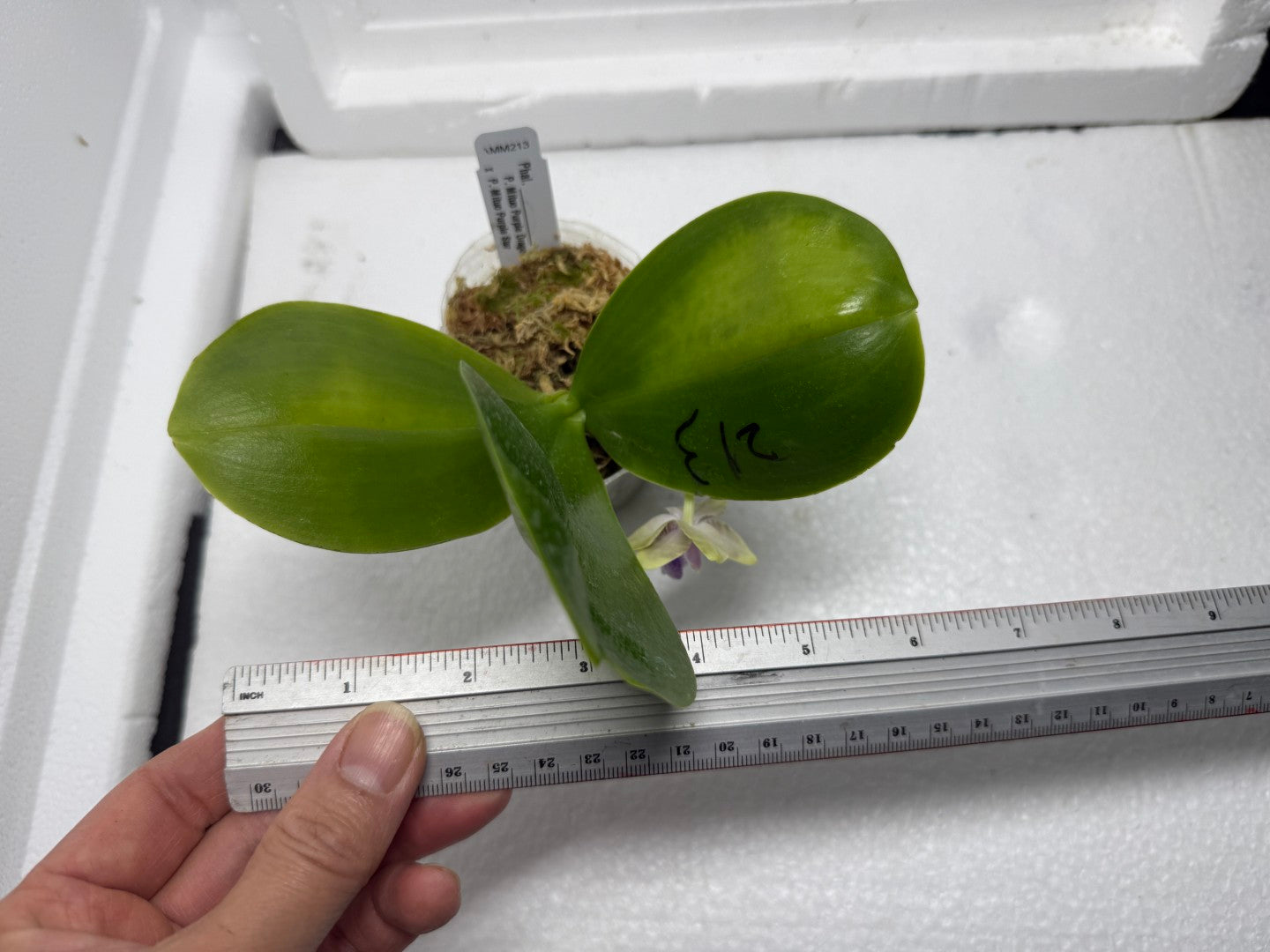 Phalaenopsis Mituo Purple Dragon x Mituo Purple Star 250816 Flowering