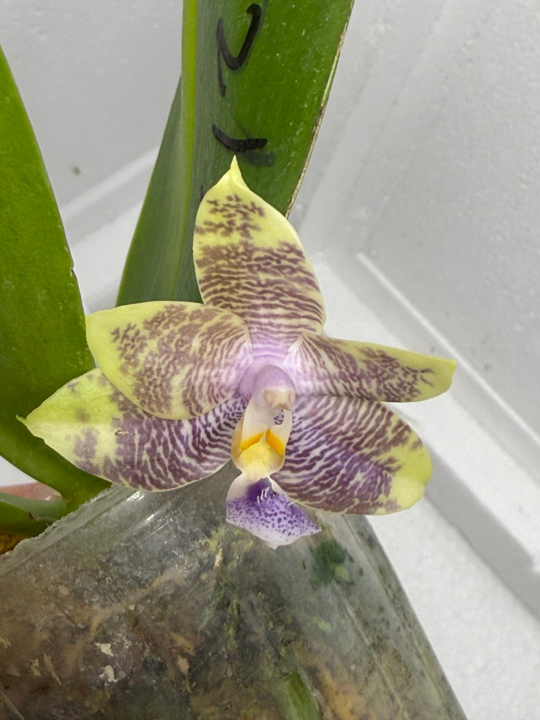 Phalaenopsis Mituo Purple Dragon x Mituo Purple Star 250816 Flowering