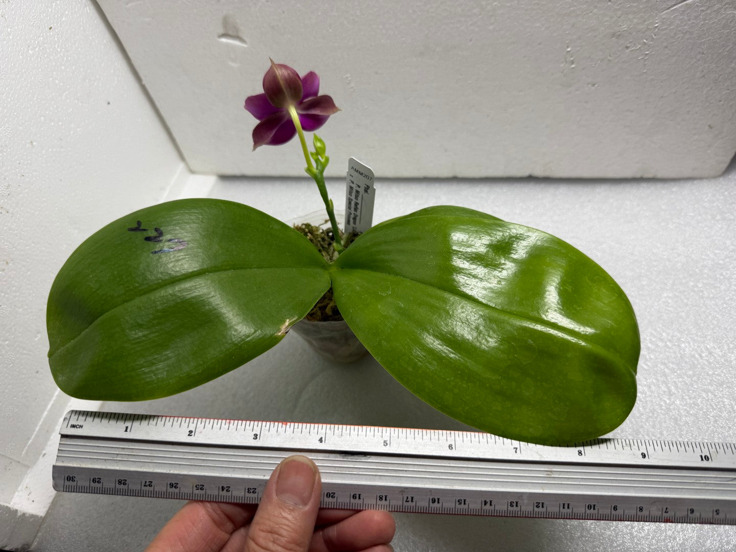 Phalaenopsis Mituo Red Smurfs 250716-A Flowering seed grown