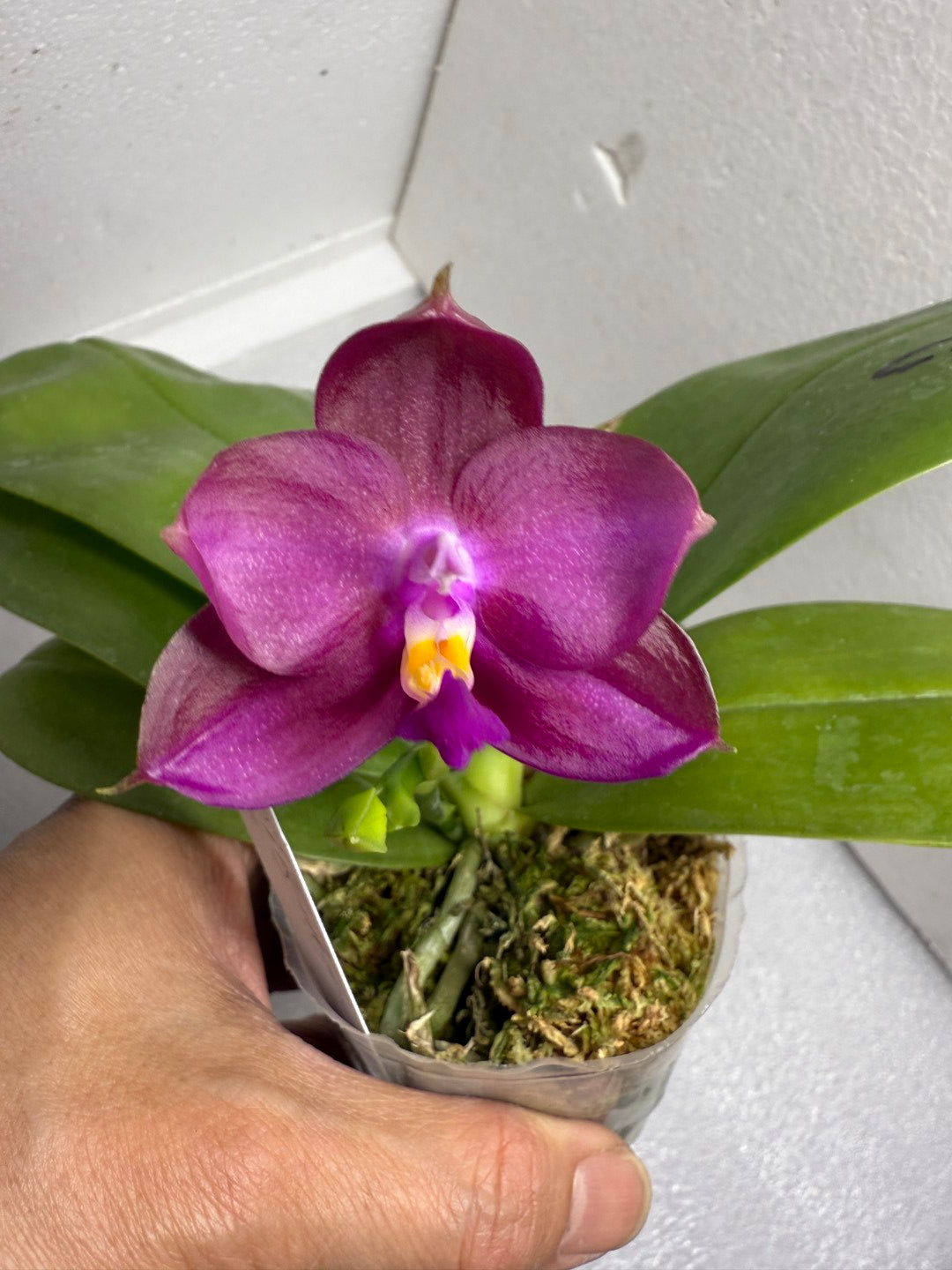 Phalaenopsis Mituo Red Smurfs 250716-A Flowering seed grown