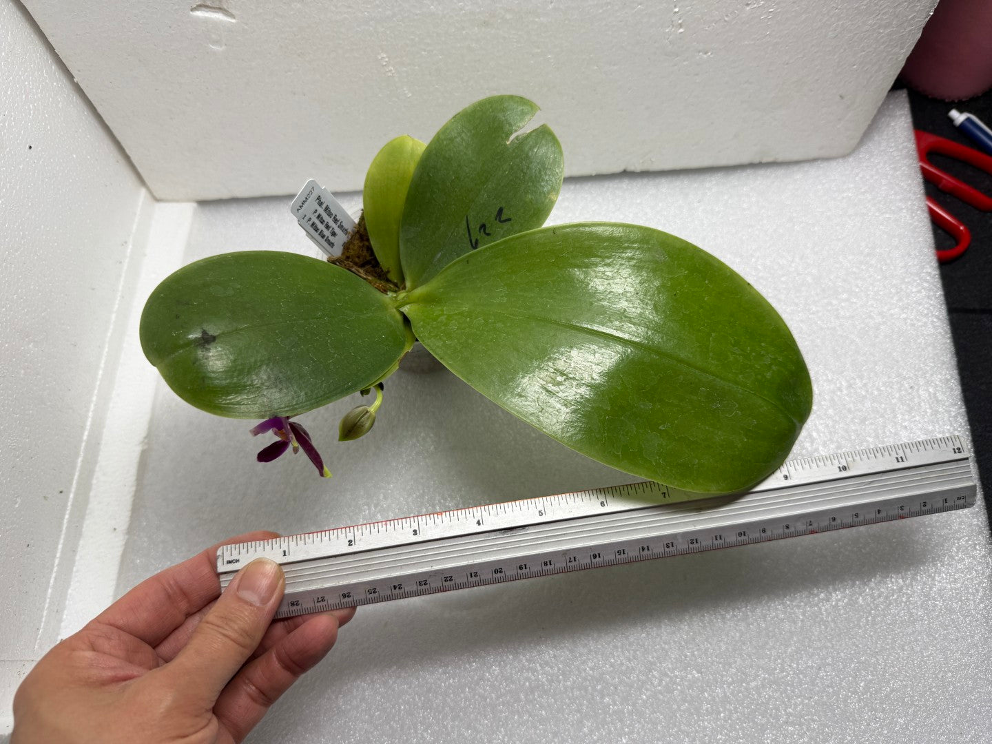 Phalaenopsis Mituo Red Smurfs 250716-B Flowering seed grown