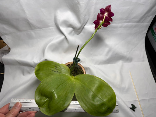 Phalaenopsis Mituo Red Smurfs 260407 Flowering