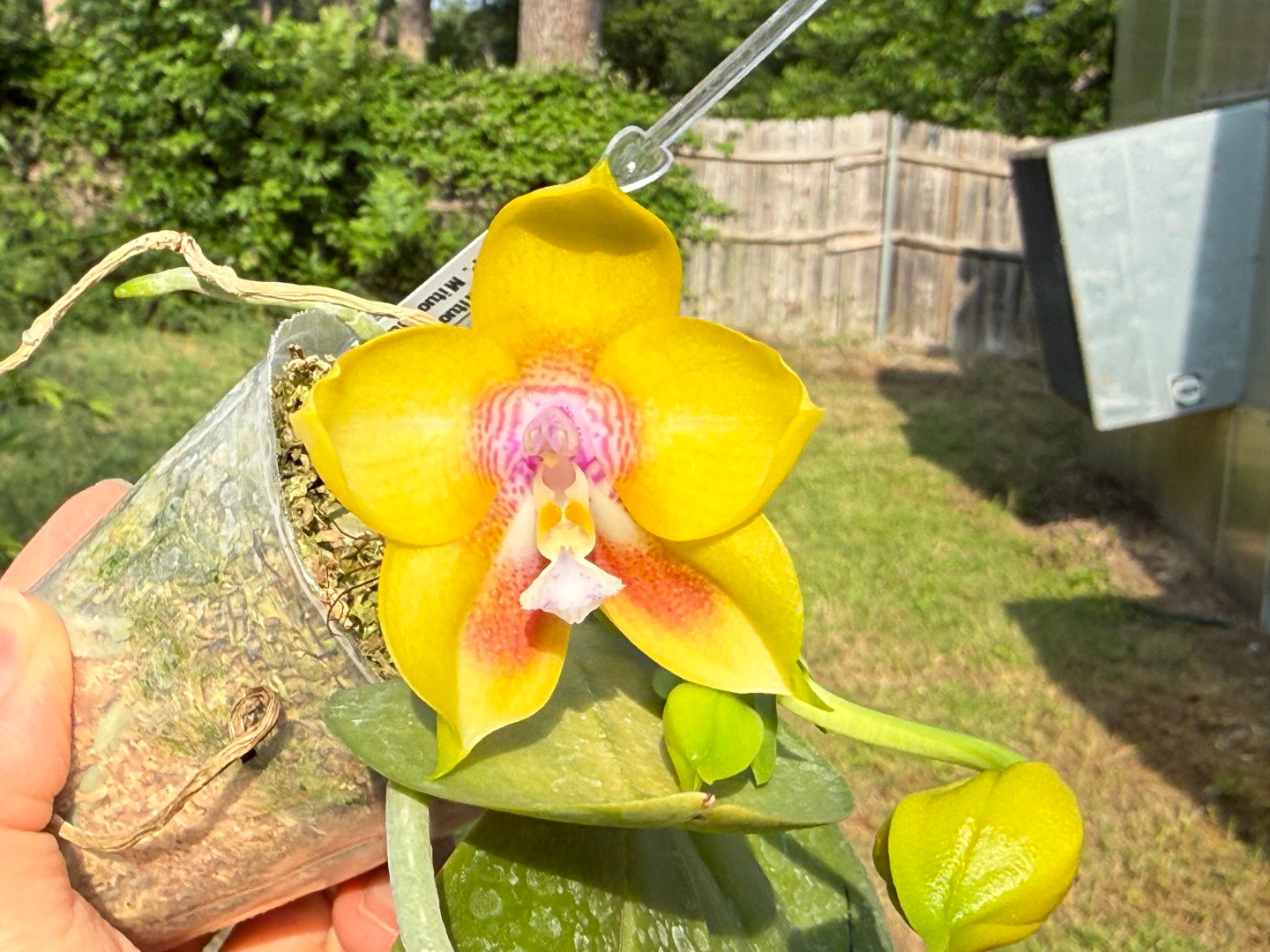 Phalaenopsis (Mituo Gelb Eagle X Mituo Blue Smurfs) 260426 Flowering 2 spikes