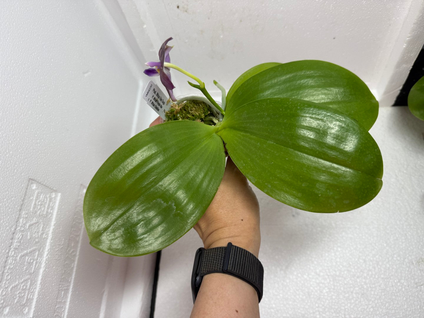 Phalaenopsis Mituo Van Gogh 250802-A (230-1) Flowering